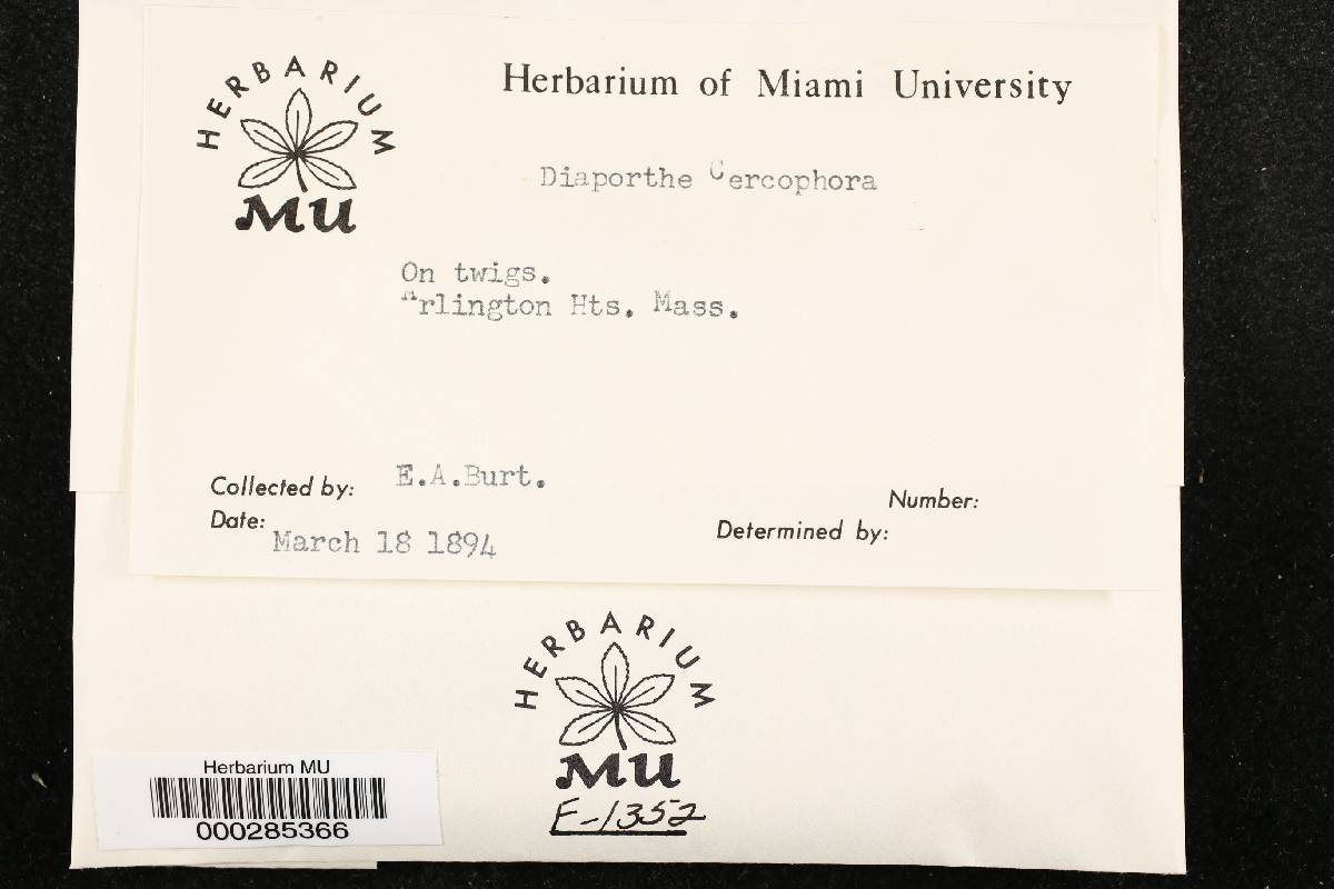 Diaporthe cercophora image