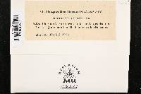 Diaporthe linearis image