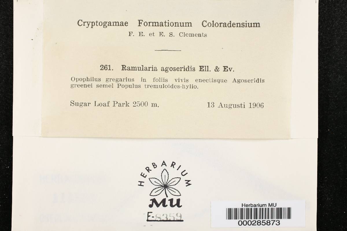 Ramularia agoseridis image