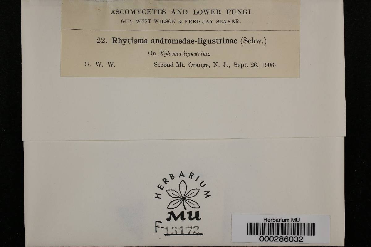 Rhytisma andromedae-ligustrinae image