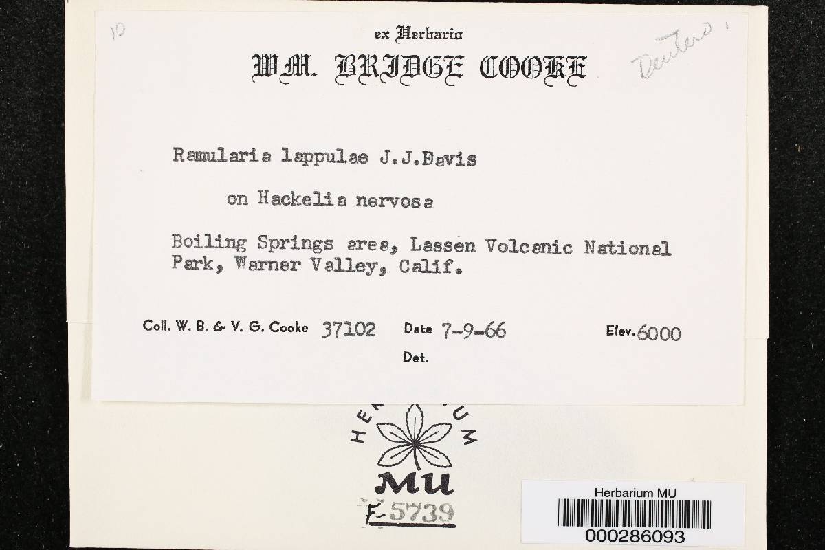 Ramularia lappulae image