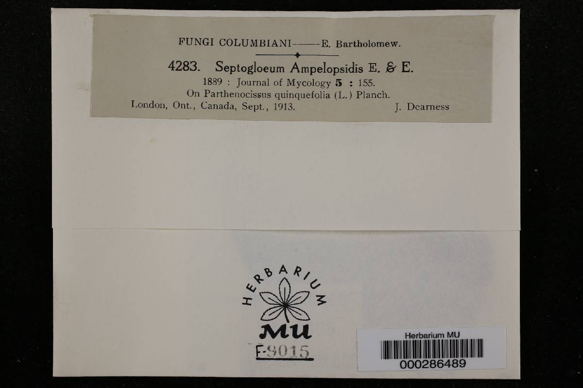 Phloeospora ampelopsidis image