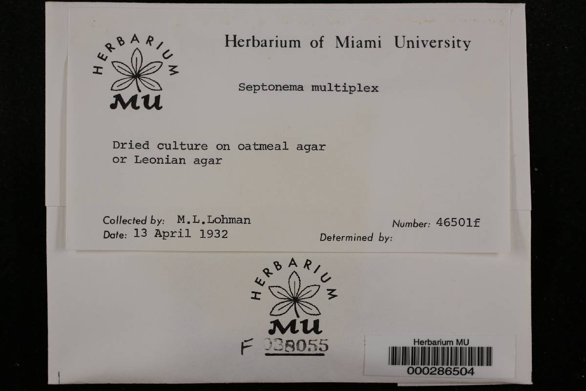 Septonema multiplex image