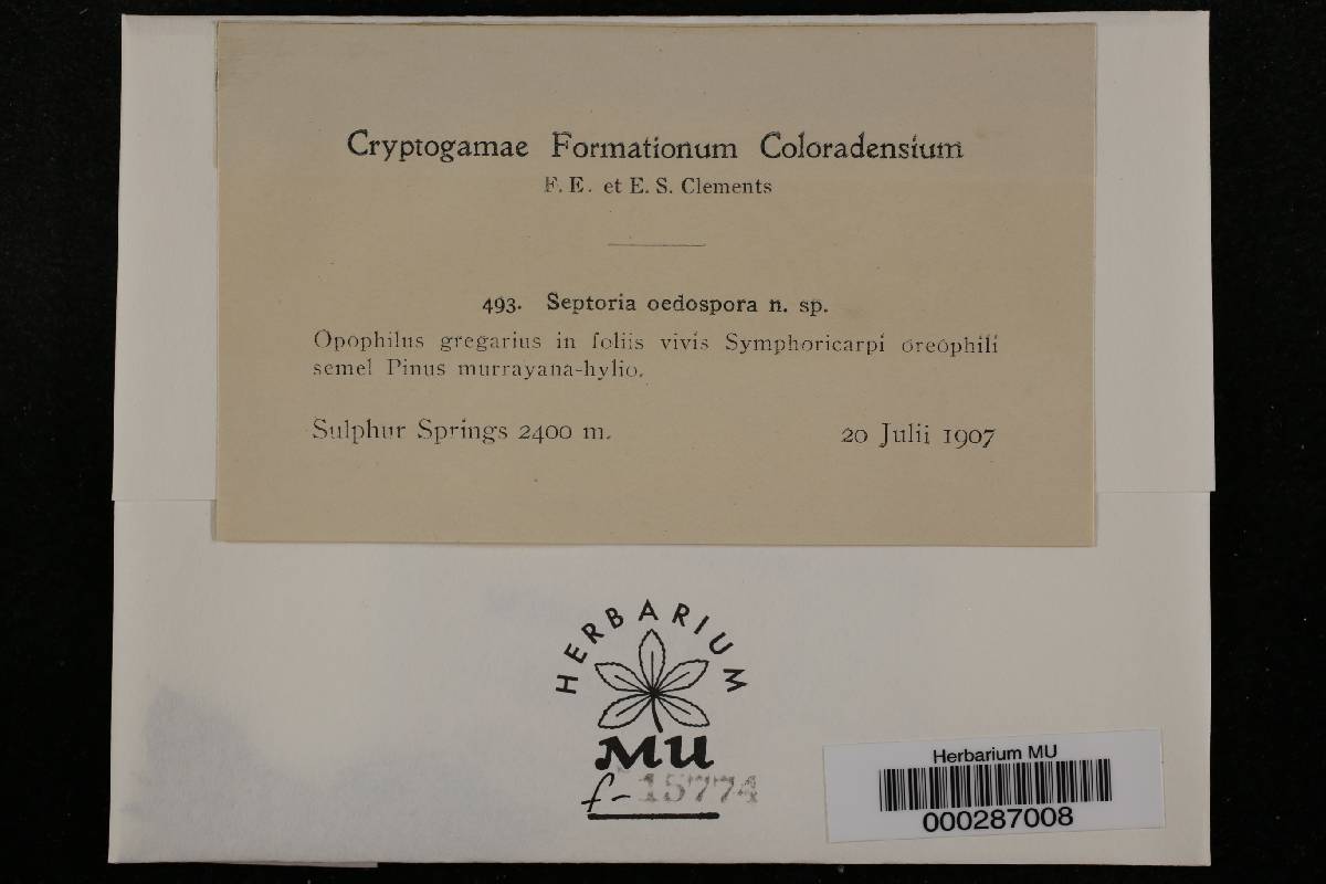 Septoria oedospora image