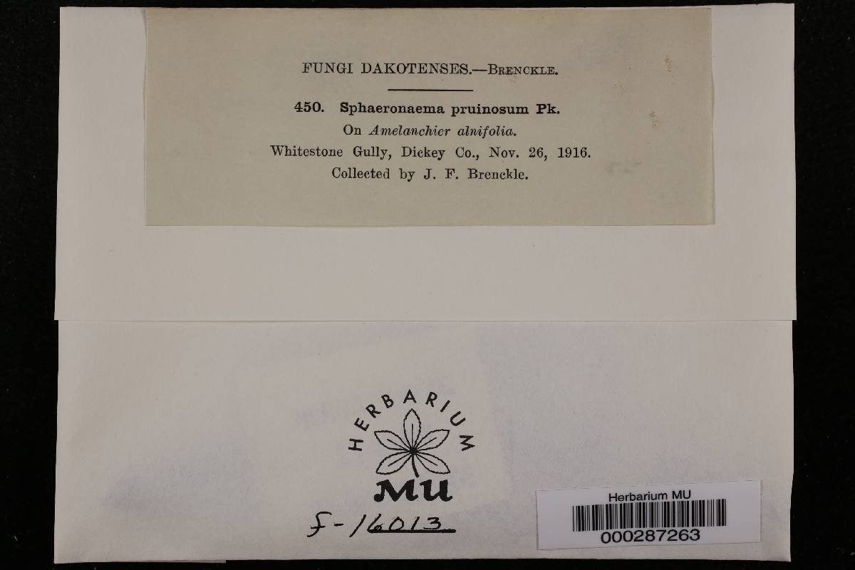 Sphaeronaema pruinosum image
