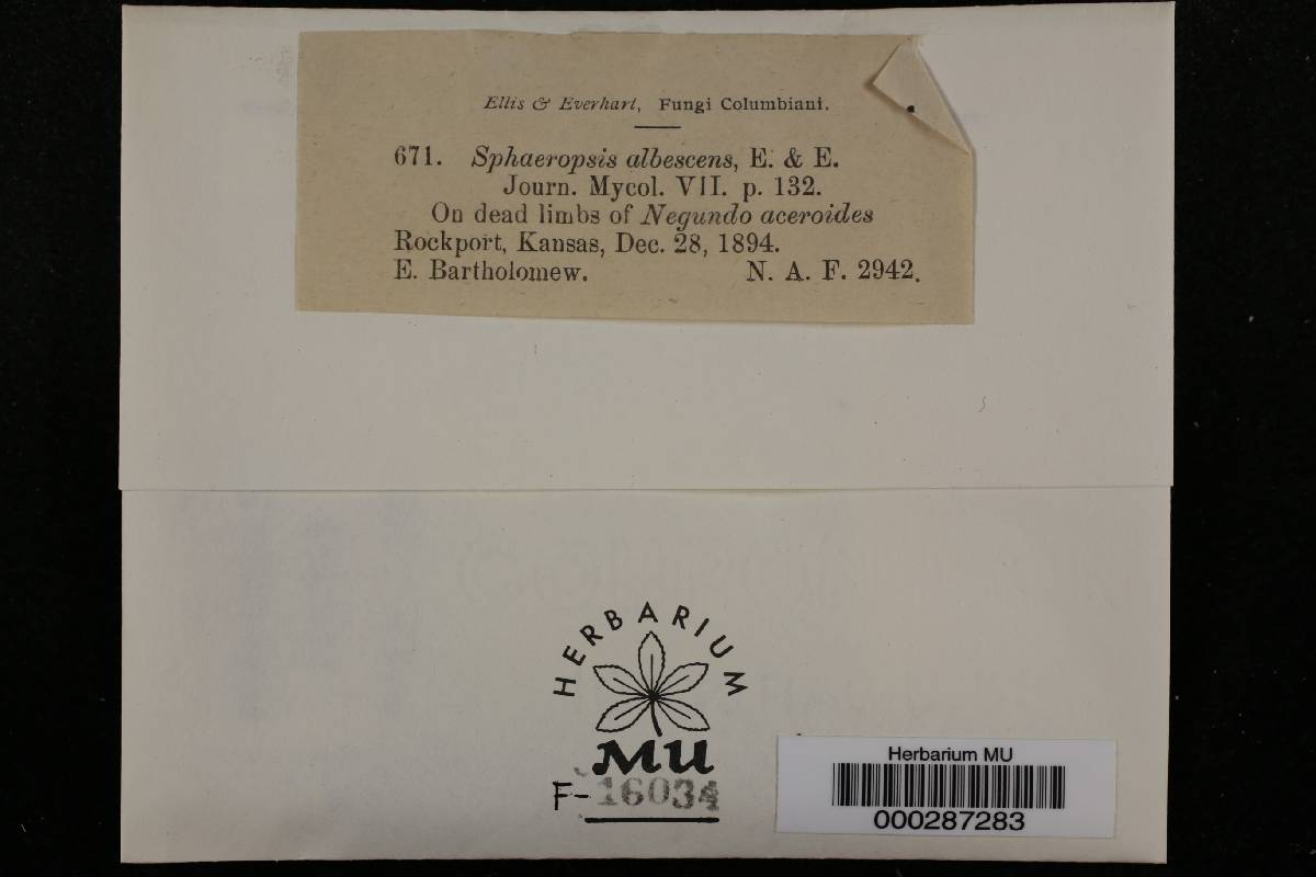 Sphaeropsis albescens image