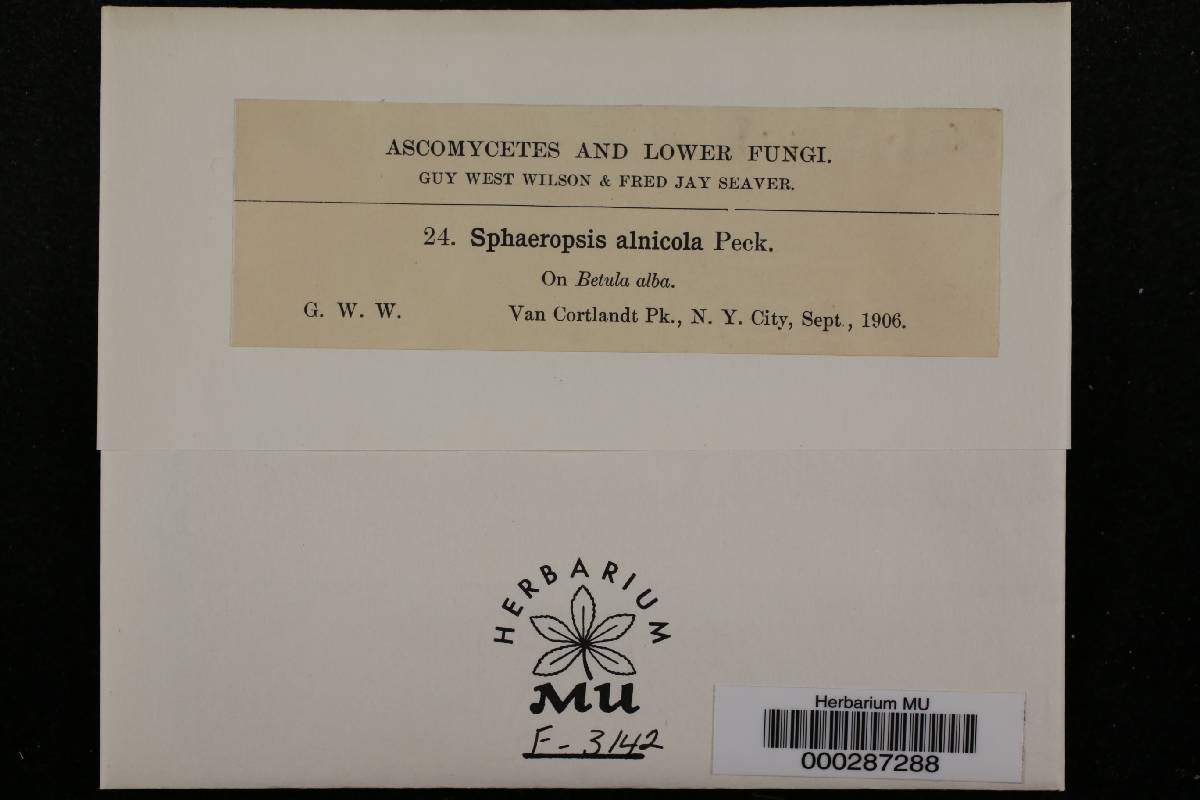 Sphaeropsis alnicola image