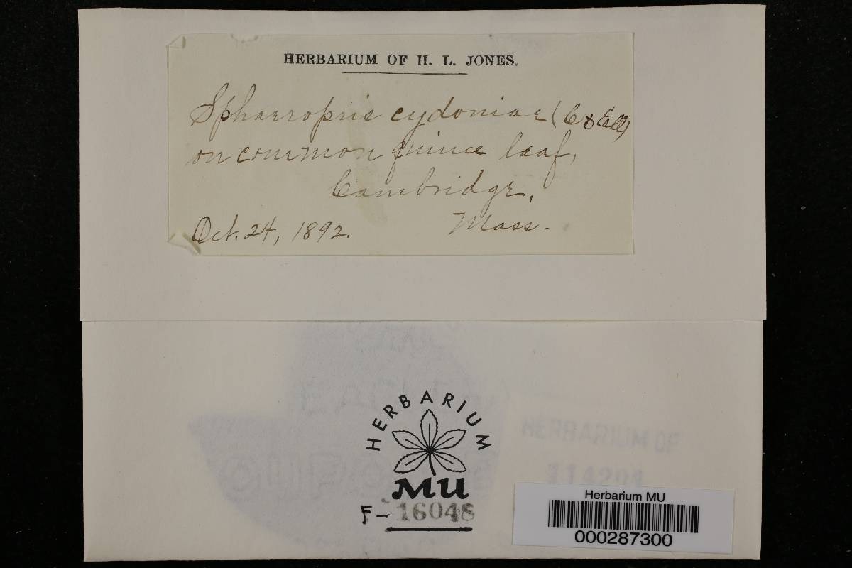 Sphaeropsis cydoniae image