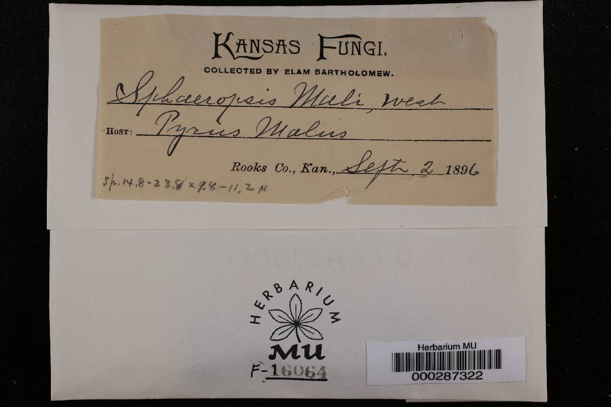Aplosporella mali image