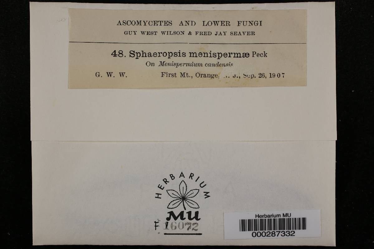 Sphaeropsis menispermi image