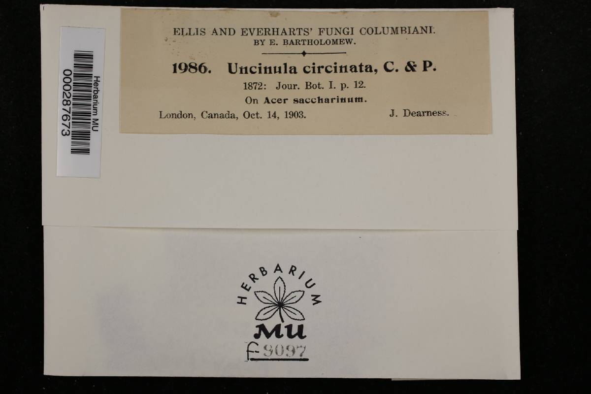Uncinula circinata image