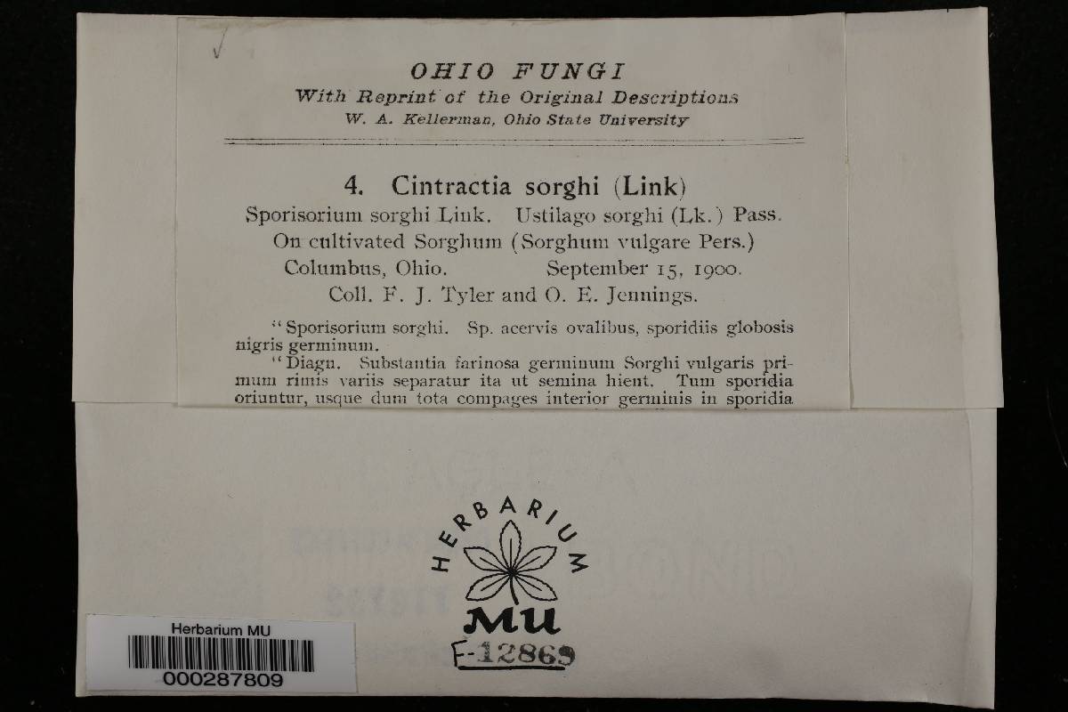 Endothlaspis sorghi image