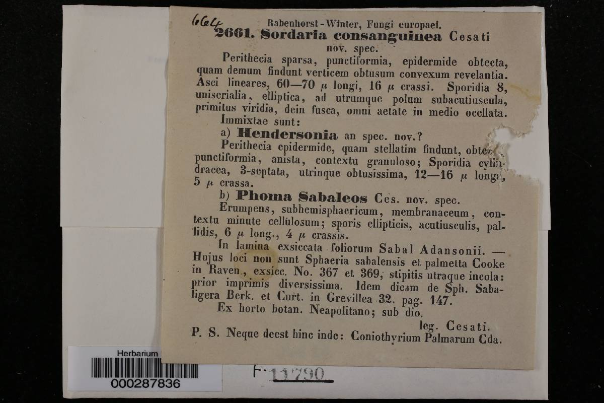 Sordaria consanguinea image