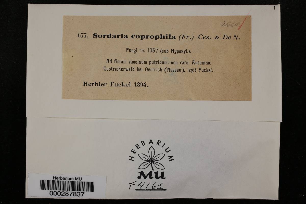 Cercophora coprophila image