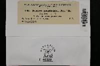 Uromyces appendiculatus image