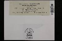 Uromyces fallens image