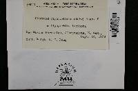 Uromyces glycyrrhizae image