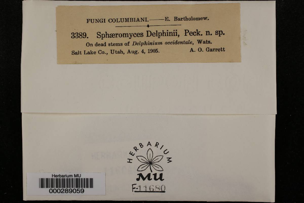 Sphaeromyces delphinii image