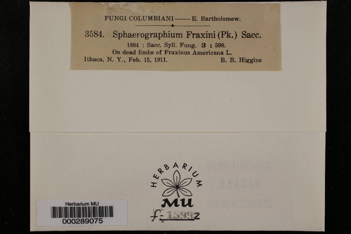 Sphaerographium fraxini image