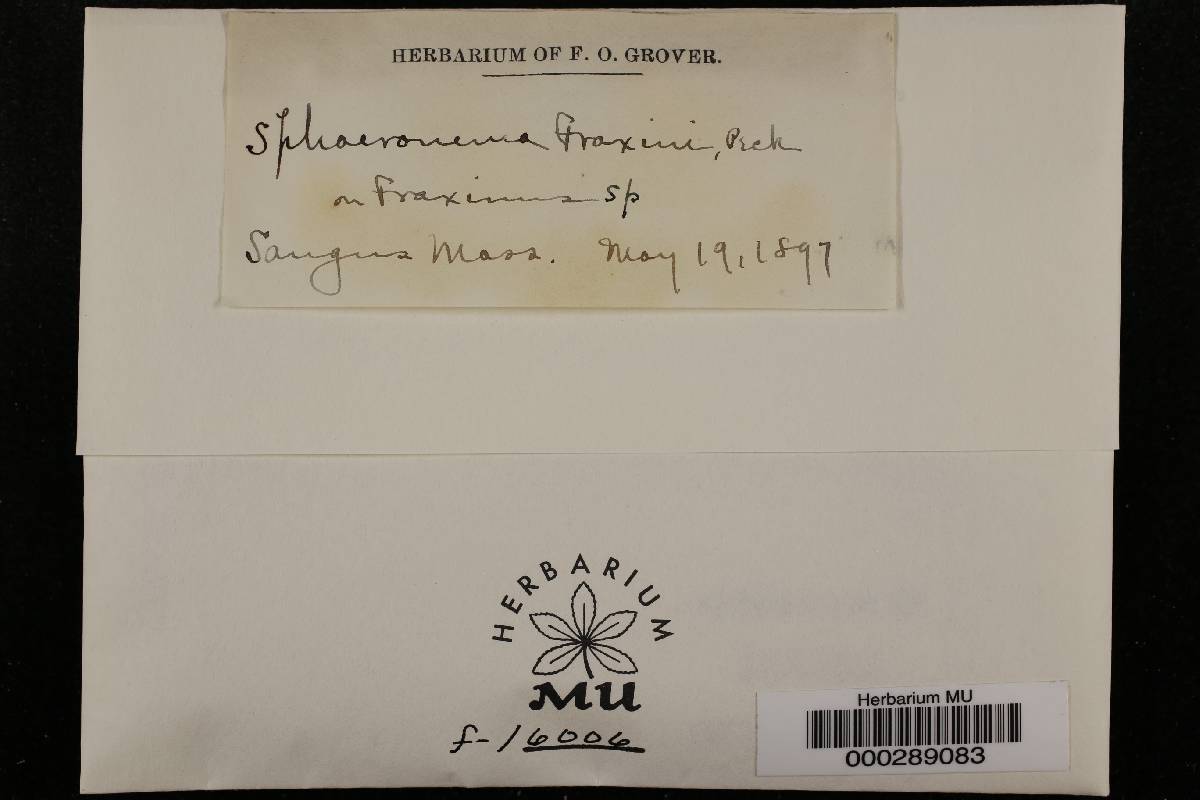 Sphaeronaema fraxini image