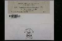 Uromyces junci-effusi image