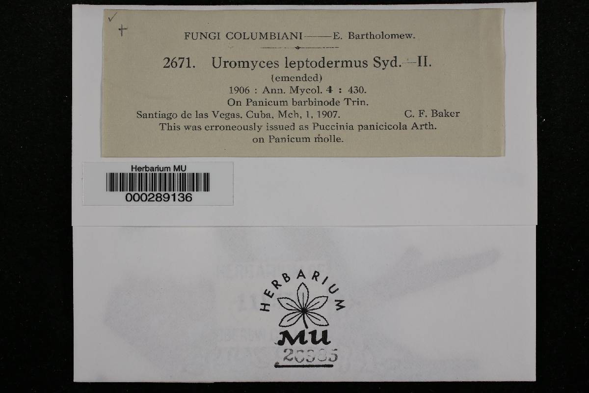 Uromyces setariae-italicae image