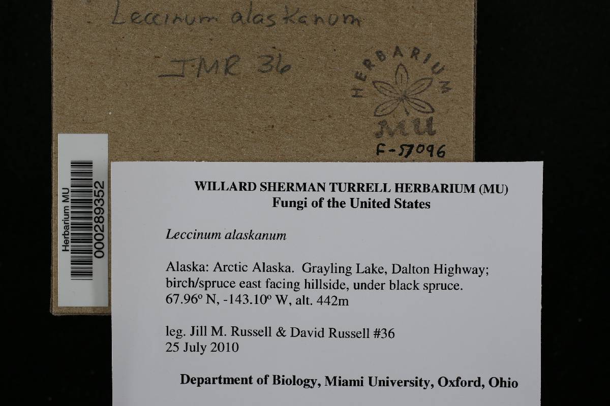 Leccinum alaskanum image