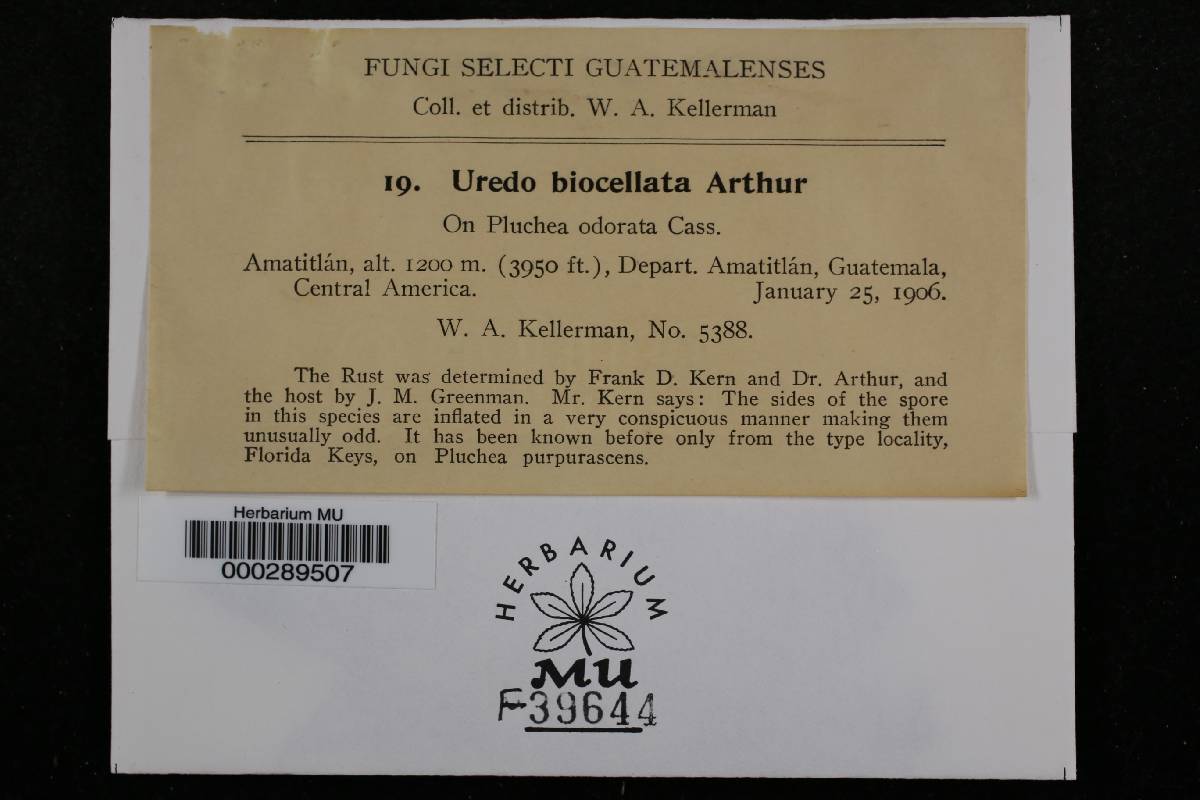 Uredo biocellata image