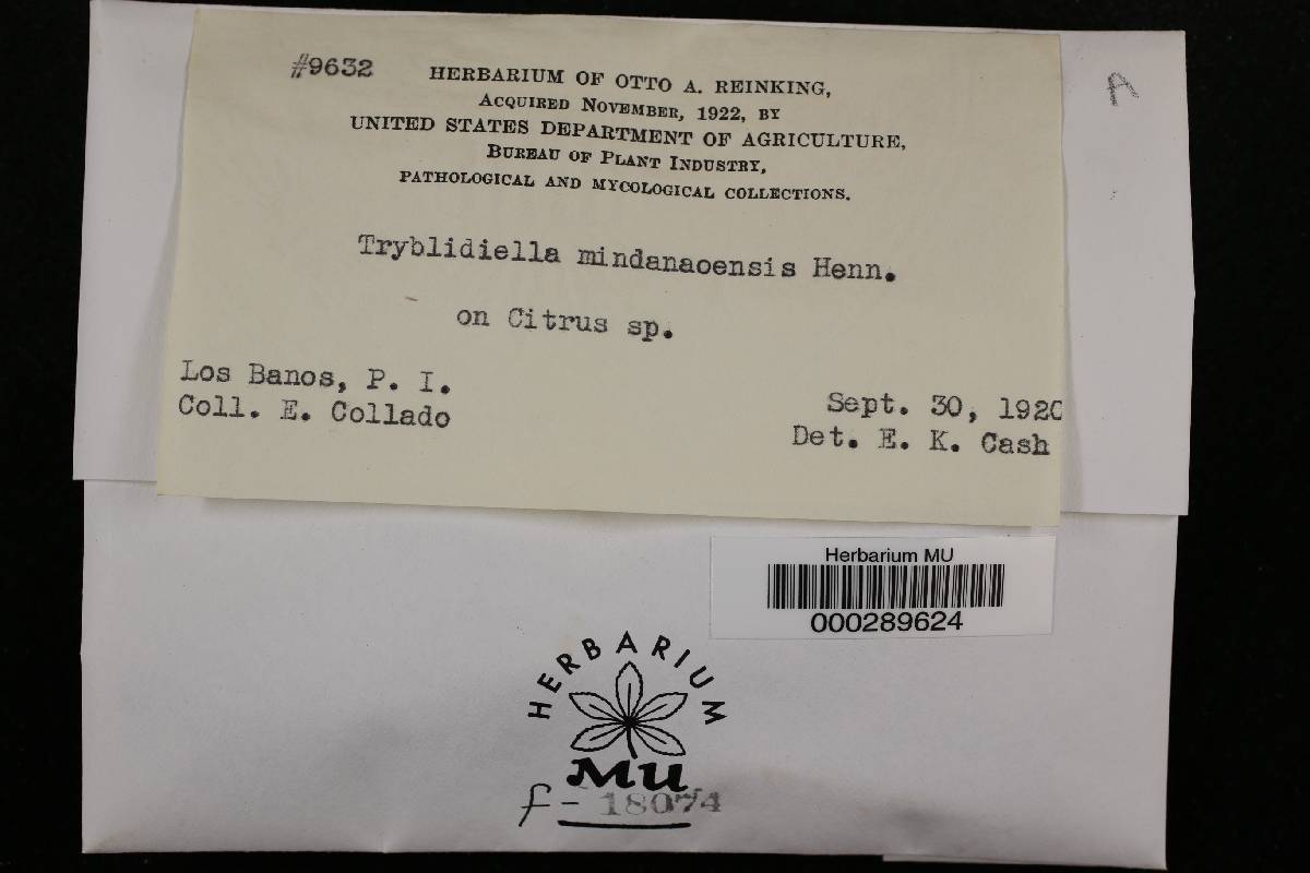 Tryblidiella mindanaoënsis image