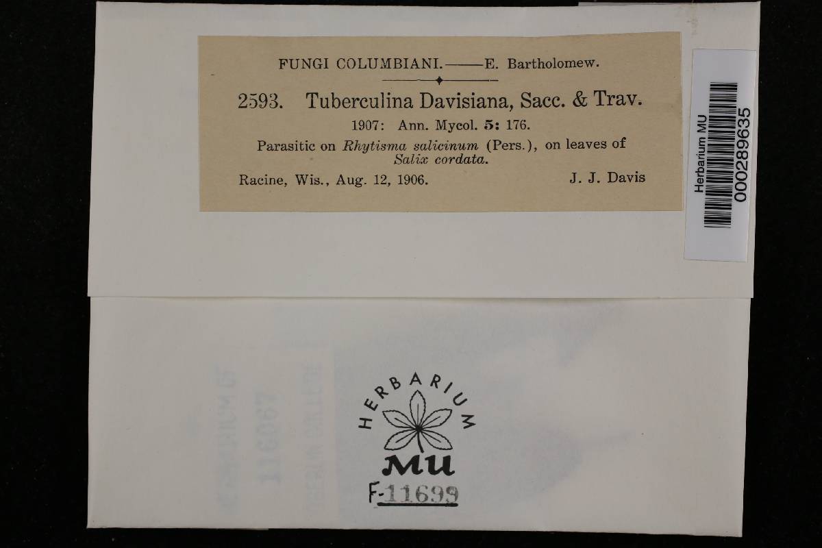 Tuberculina image