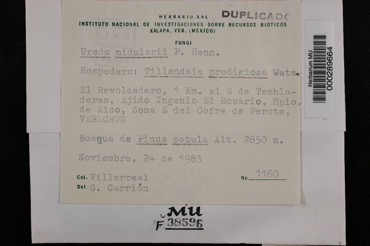 Uredo nidularii image
