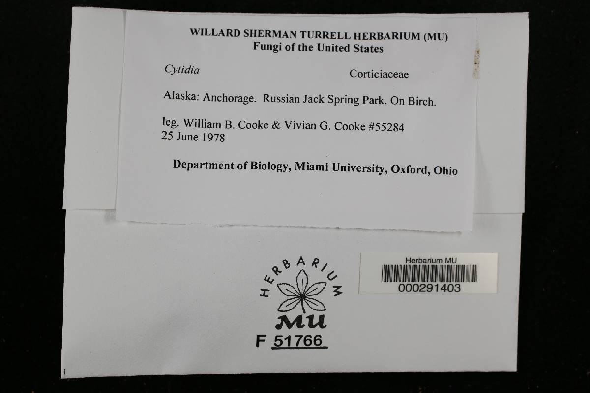Cytidia image