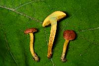 Boletus subfraternus image