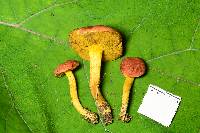 Boletus subfraternus image