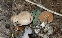 Clitocybe gilvaoides image