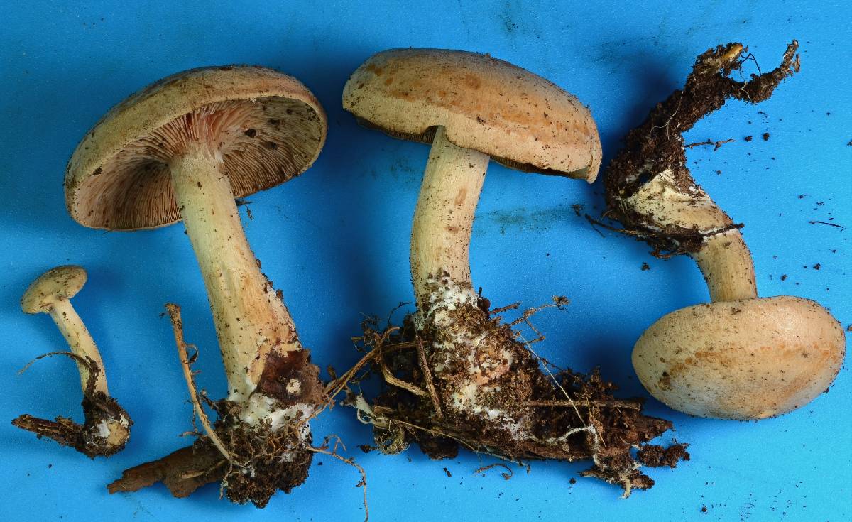 Clitocybe gilvaoides image