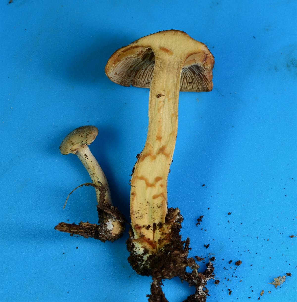 Clitocybe gilvaoides image