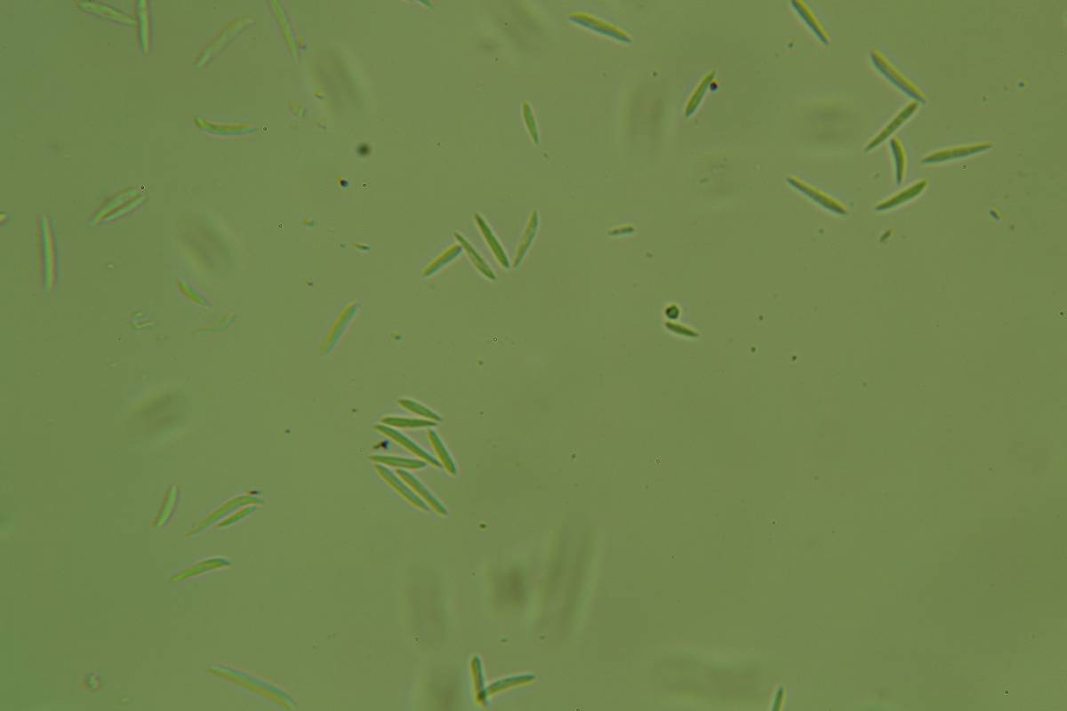 Harpographium fasciculatum image