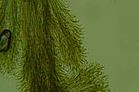 Harpographium fasciculatum image