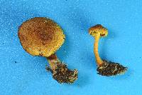 Pholiota subsulphurea image