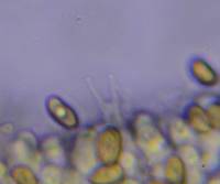 Pholiota subsulphurea image