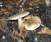 Lactarius kauffmanii image