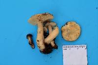 Lactarius kauffmanii image