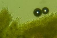 Lyomyces erastii image