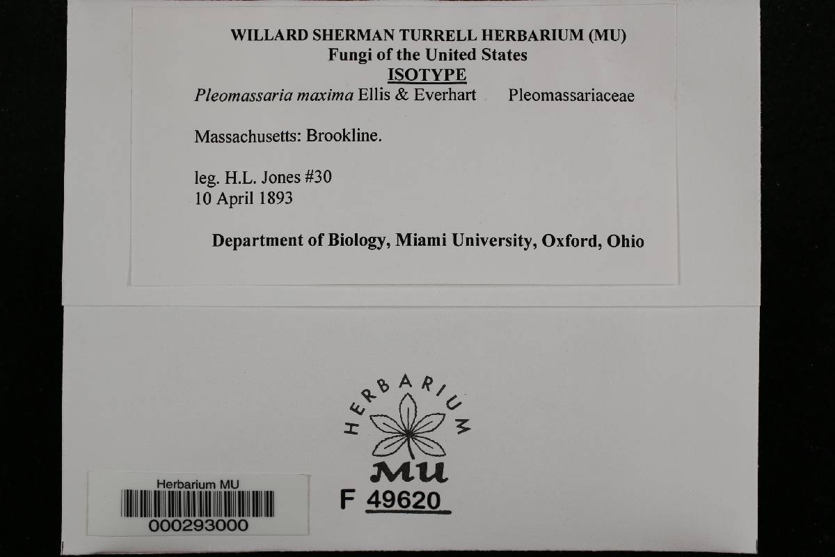 Pleomassaria maxima image