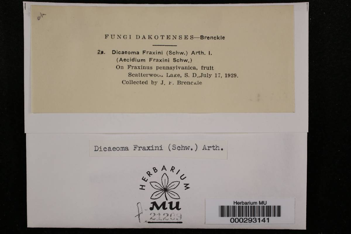 Dicaeoma fraxini image