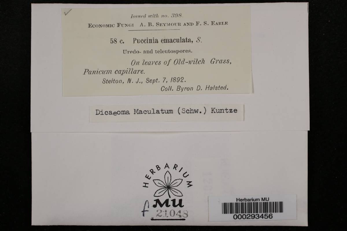 Puccinia emaculata image