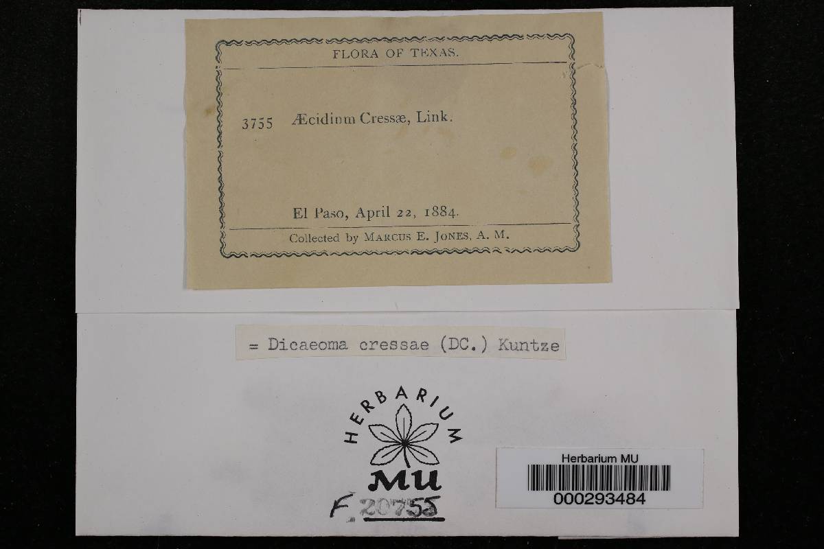 Aecidium cressae image