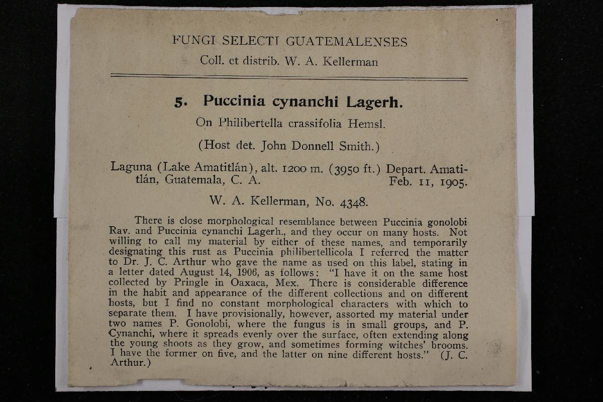 Puccinia cynanchi image