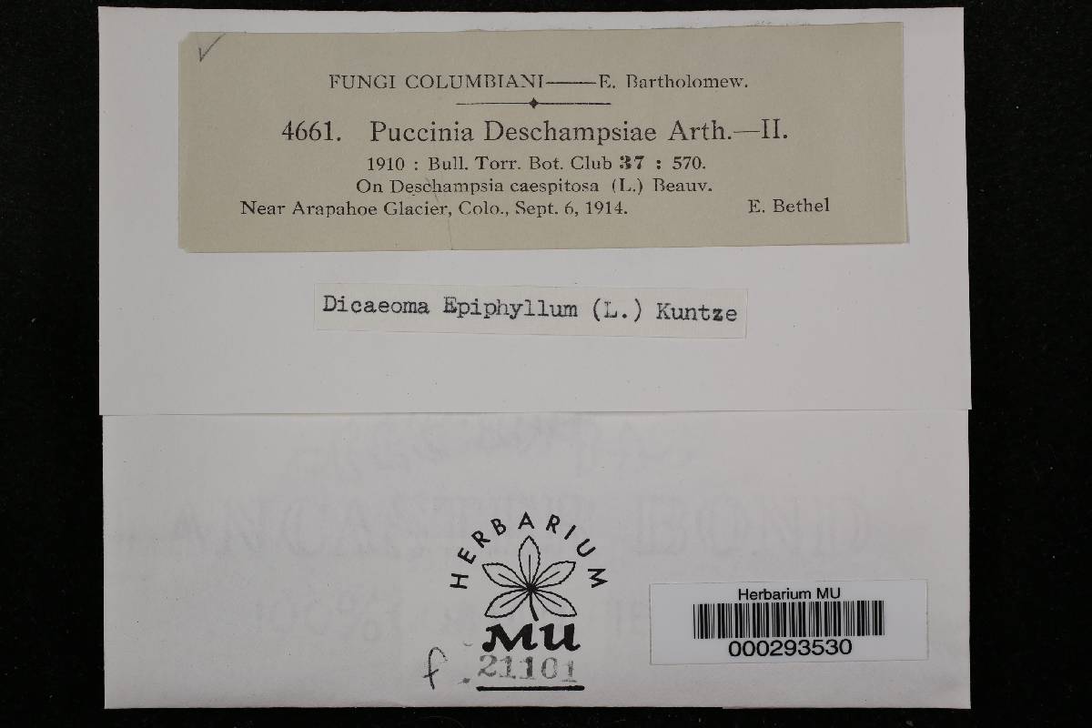 Puccinia deschampsiae image